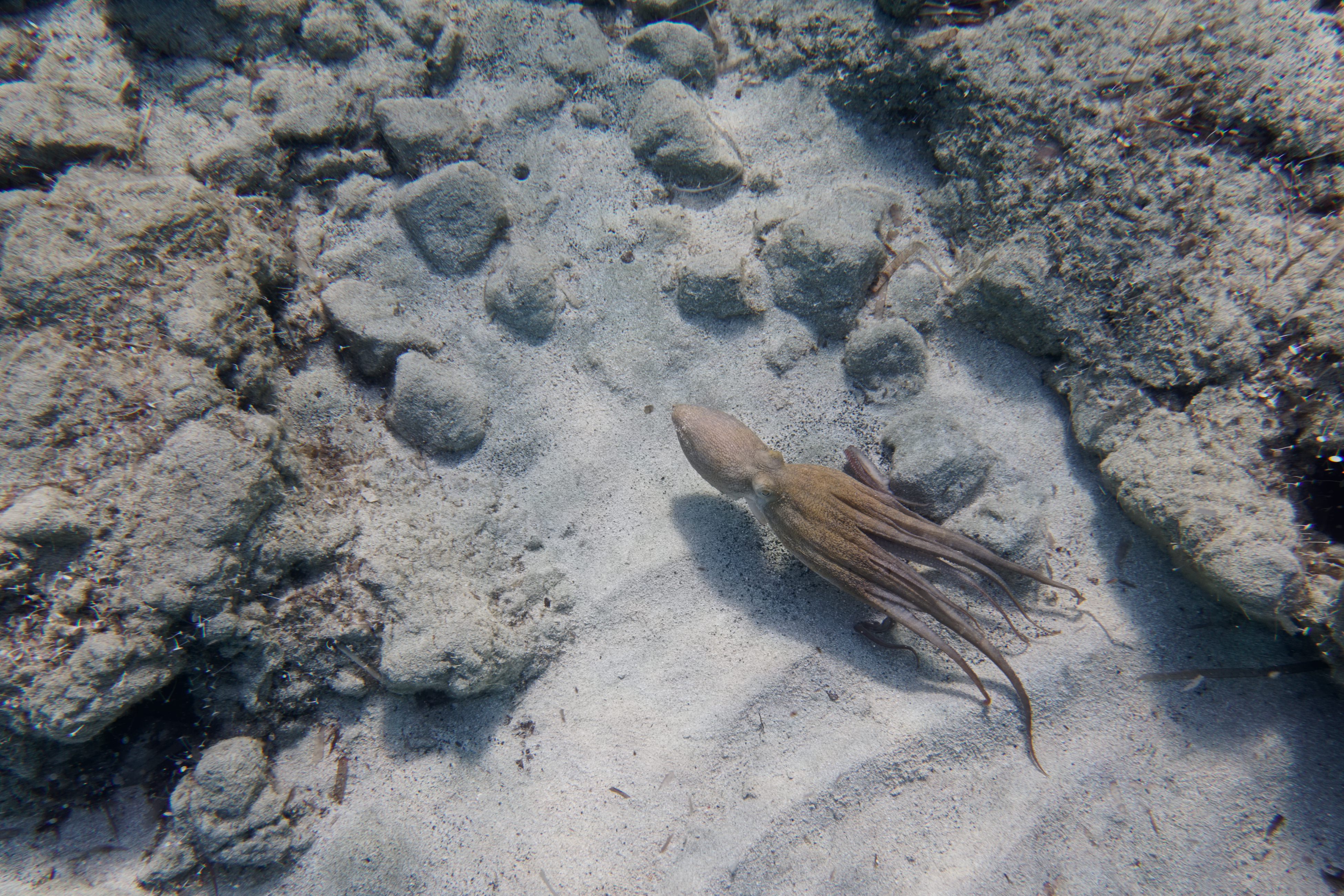 A common octopus swimming underwater with tentacles spread