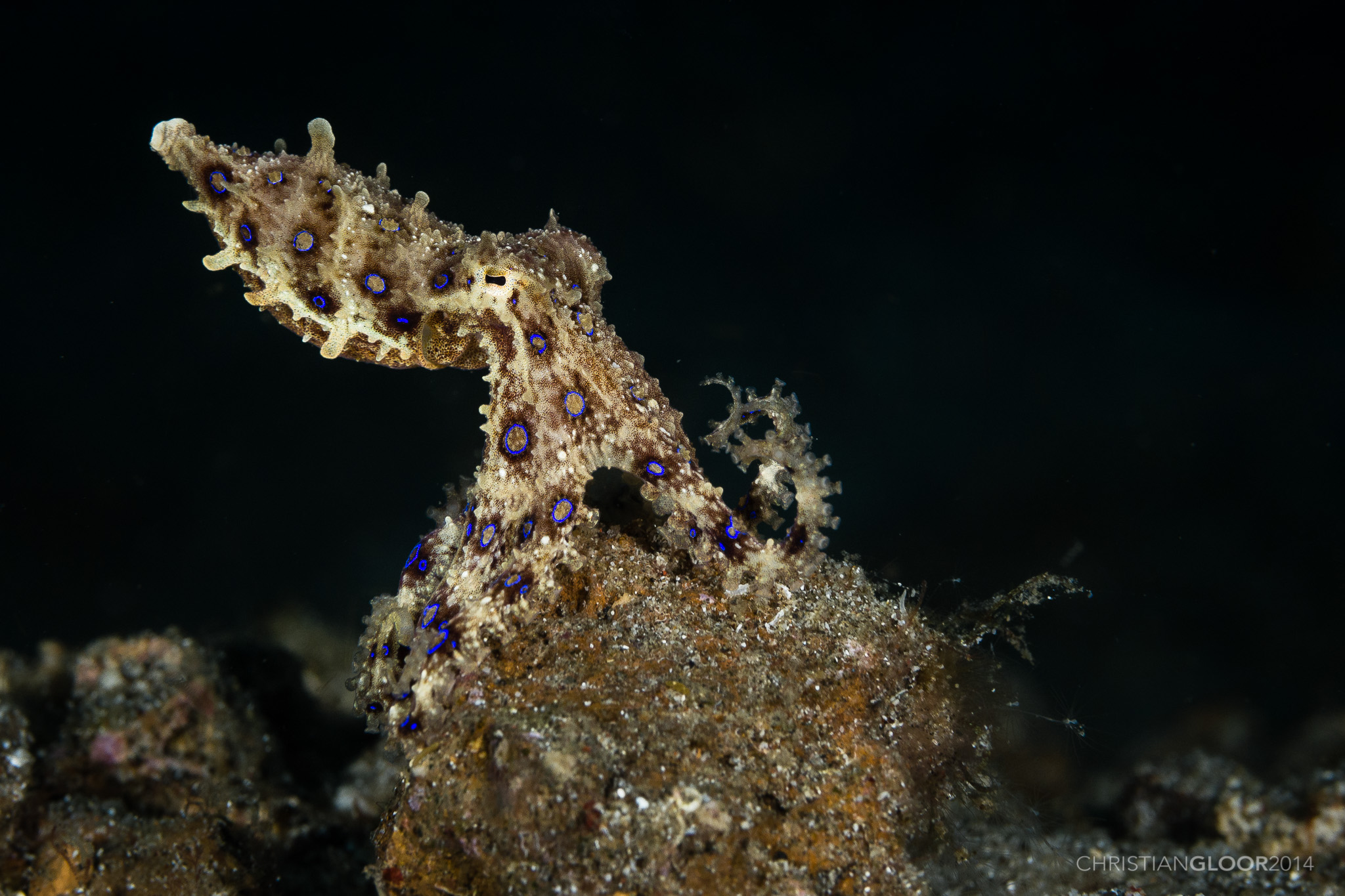 A vibrant blue-ringed octopus resting on the ocean floor