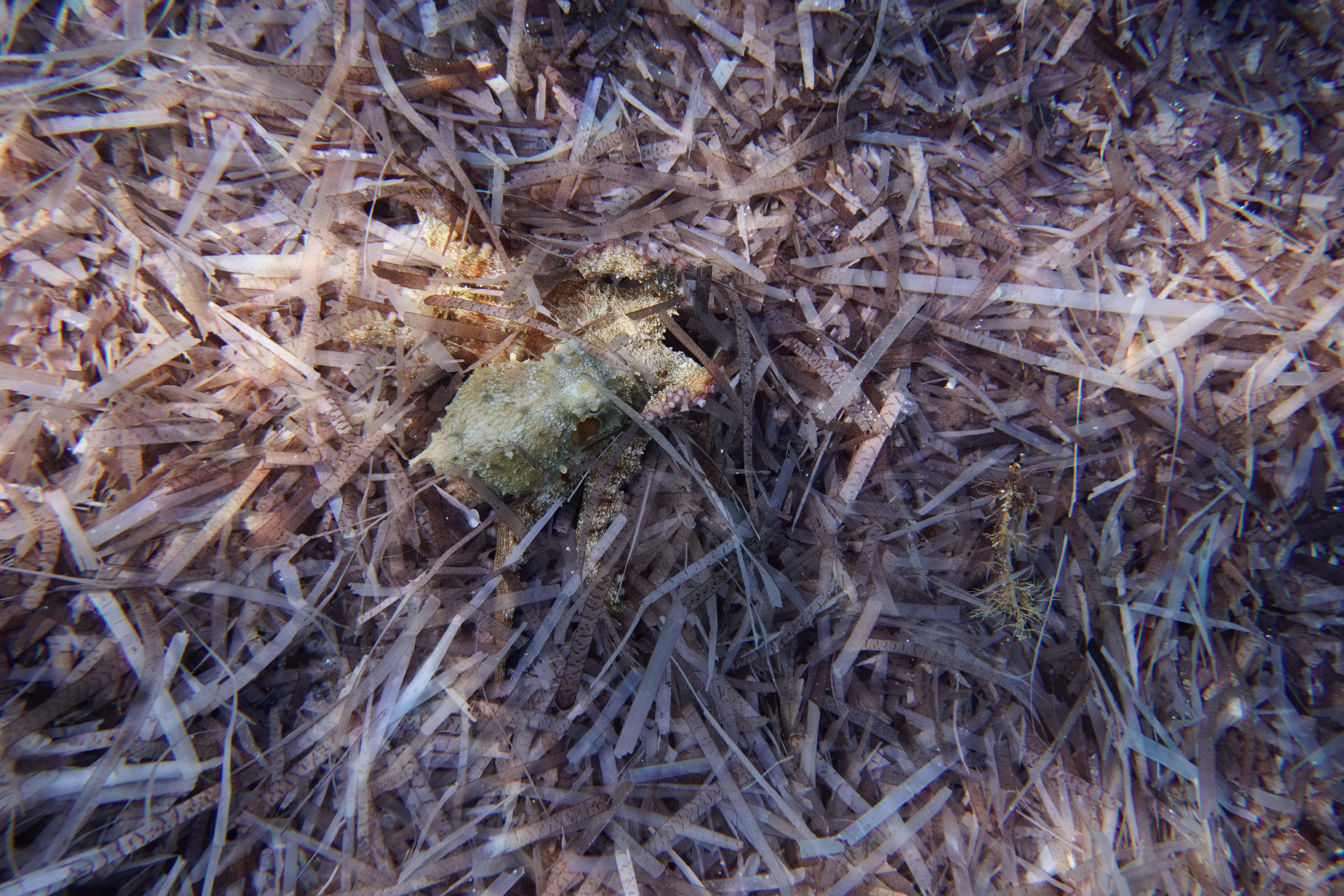 An octopus moving gracefully through underwater rocks and coral